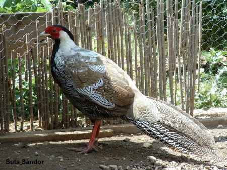 Ezüstfácán kakas (fiatal)